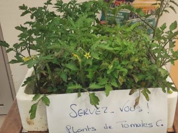 On vient de nous déposer des plants de tomates !! Qui en veut??! 
Merci à MT pour ce don !